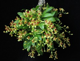 Gomesa colorata Diamond Orchids CCM/AOS 85 pts. Plant